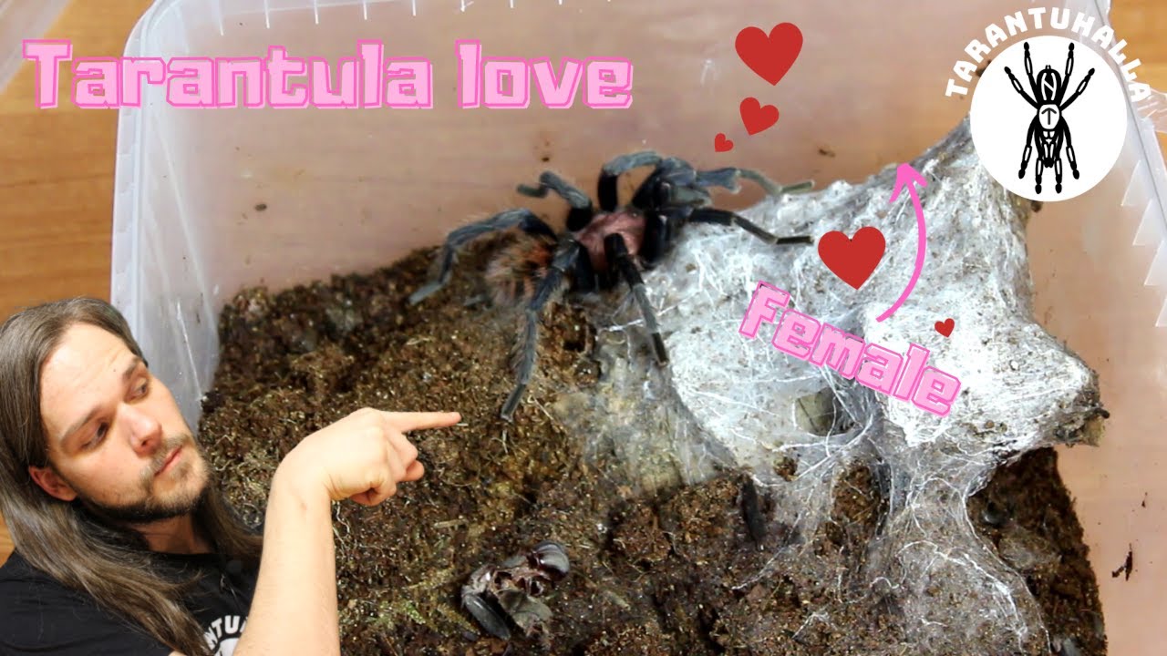 Tarantula pairing - Davus pentaloris breeding attempt