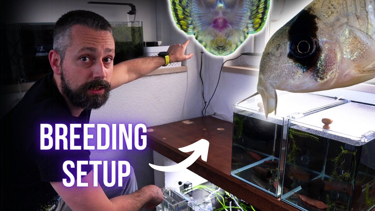 I made BREEDING SETUP for PANDA CORYDORAS and HILLSTREAM LOACH | BREEDING FOR PROFIT