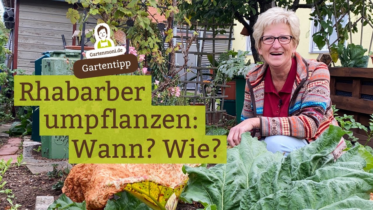 Rhabarber umpflanzen: Wann ist die beste Zeit? Wie gehe ich vor?