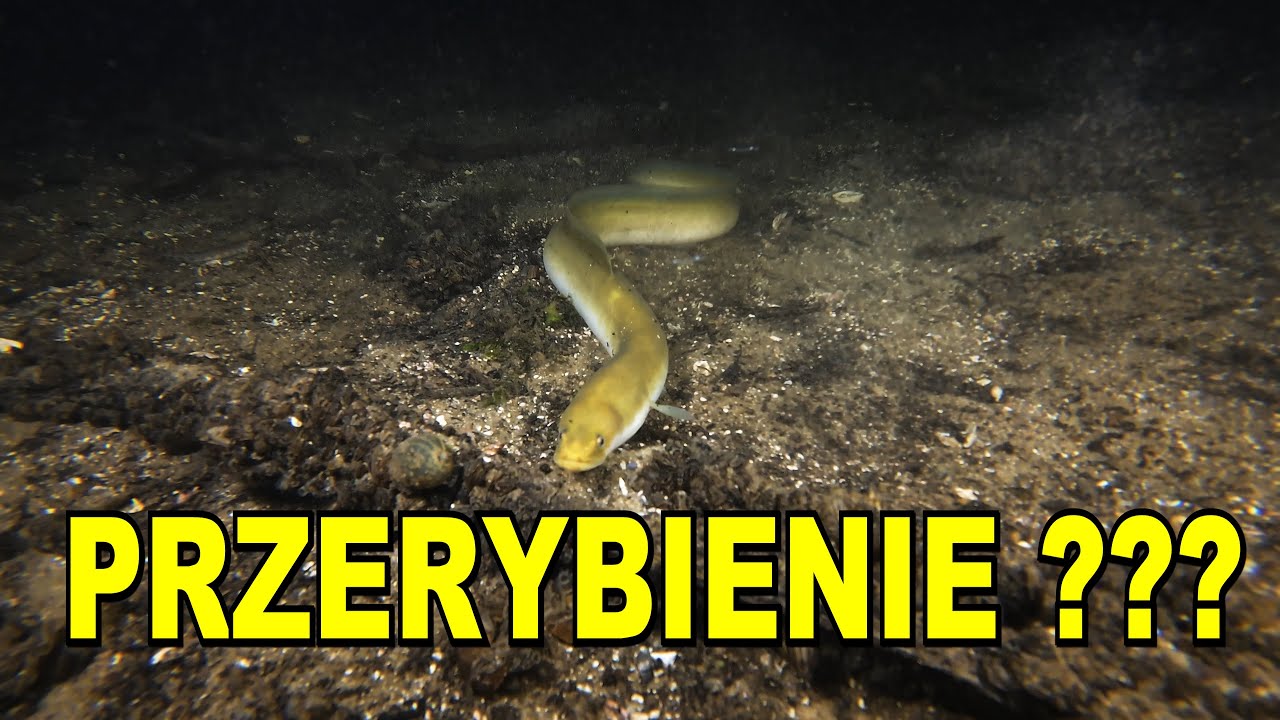 NURKOWANIE 15,06,2024 JEZIORO MORZYCKO