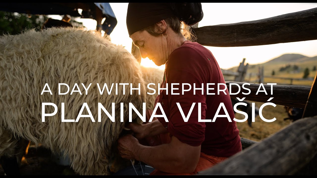 A Day with Shepherds at Planina Vlašić
