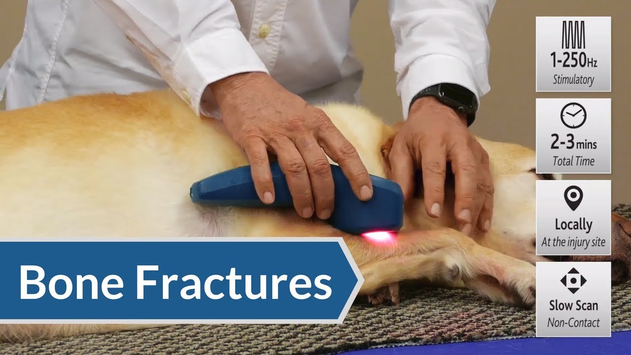 Laser Therapy Protocol: Bone Fractures and Increase Blood Flow | ACTIVet PRO, My Pet Laser