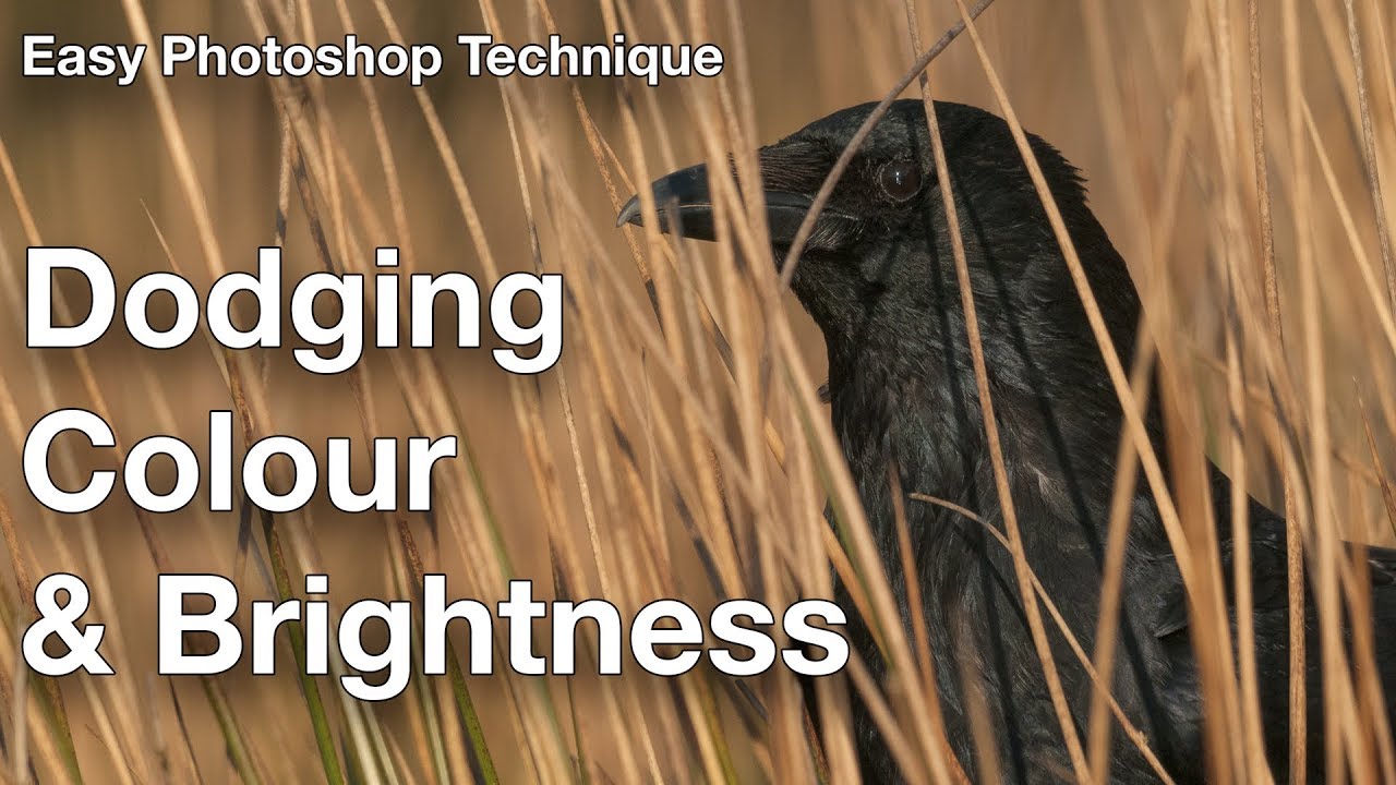 😇🖖Easy Photoshop Techniques: Dodging Colour & Brightness🖖😇