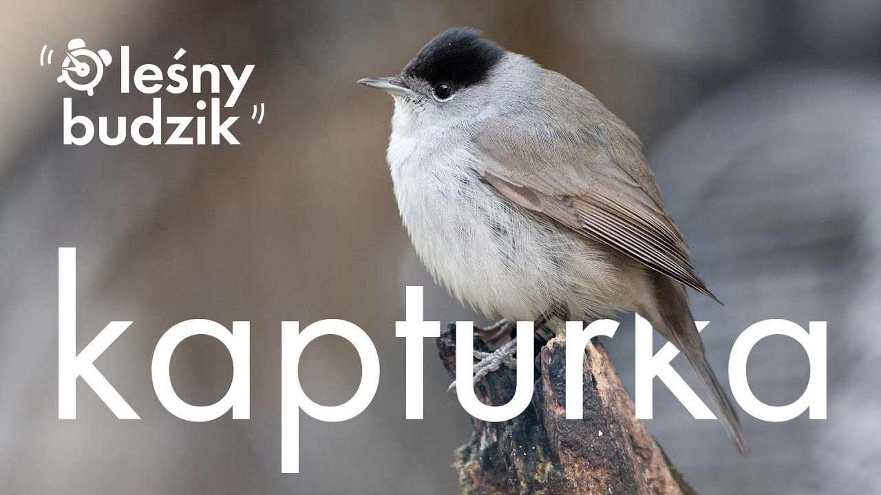 Leśny Budzik - Kapturka (Pokrzewka Czarnołbista)