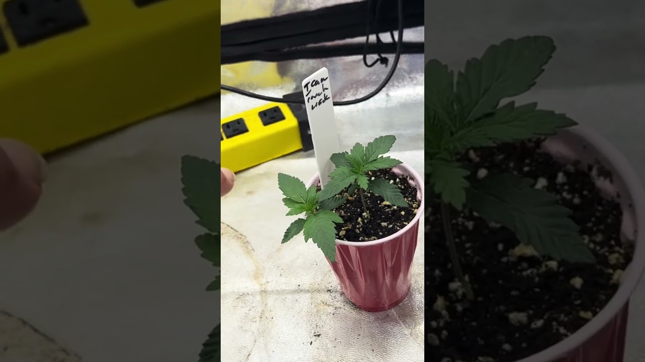 Little update on the garden #migro #promix #cannacommunity 