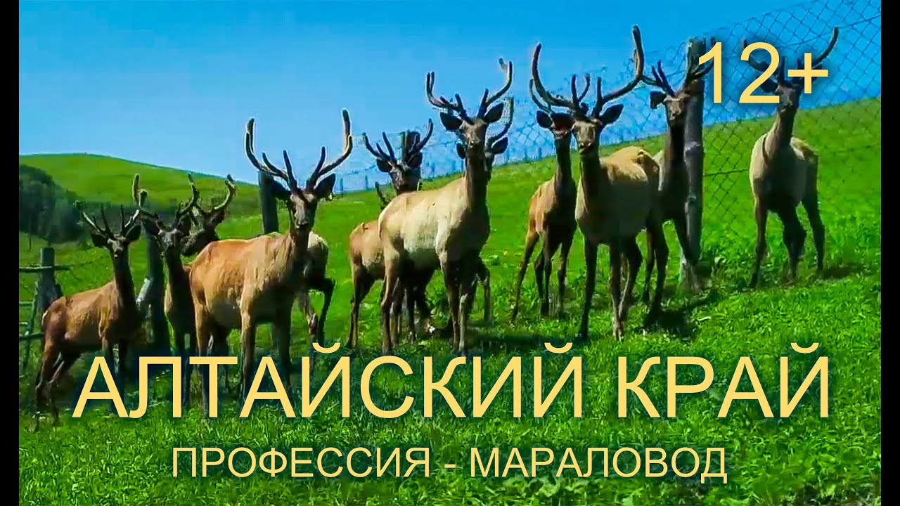 Алтай, профессия 