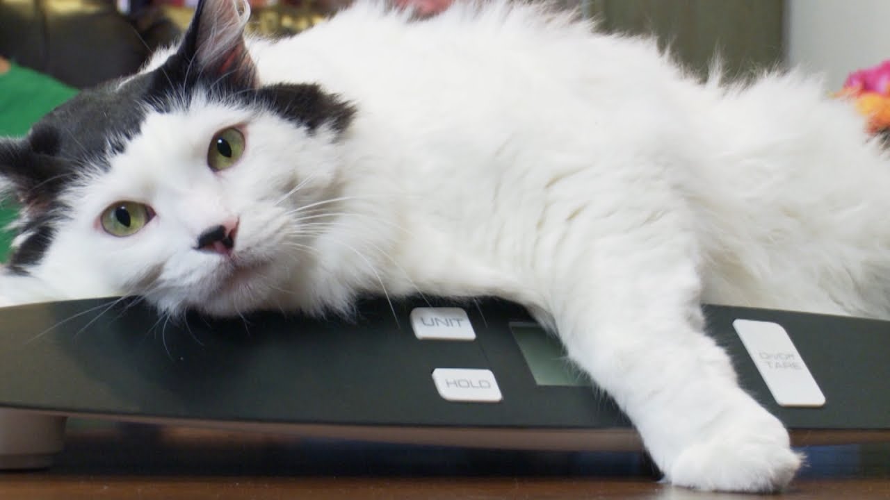 Elvis No Longer Sings the Blues | My Cat From Hell