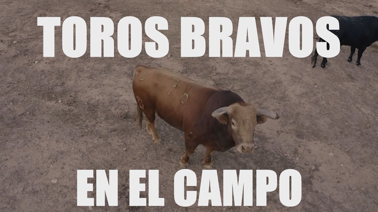 Toros Bravos en el Campo (Drone) | Ganadería LUIS ALGARRA
