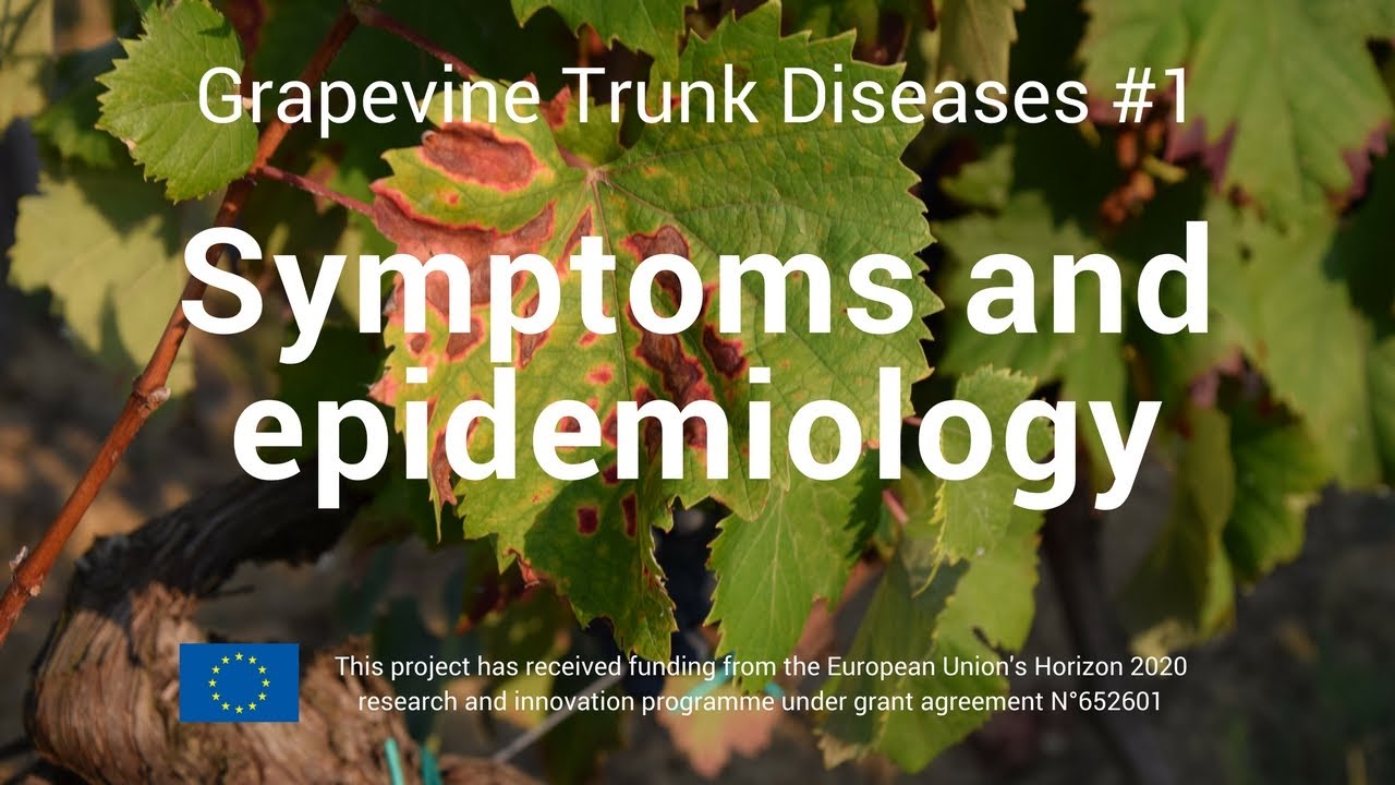 Grapevine Trunk Disease #1   Symtoms and epidemiology