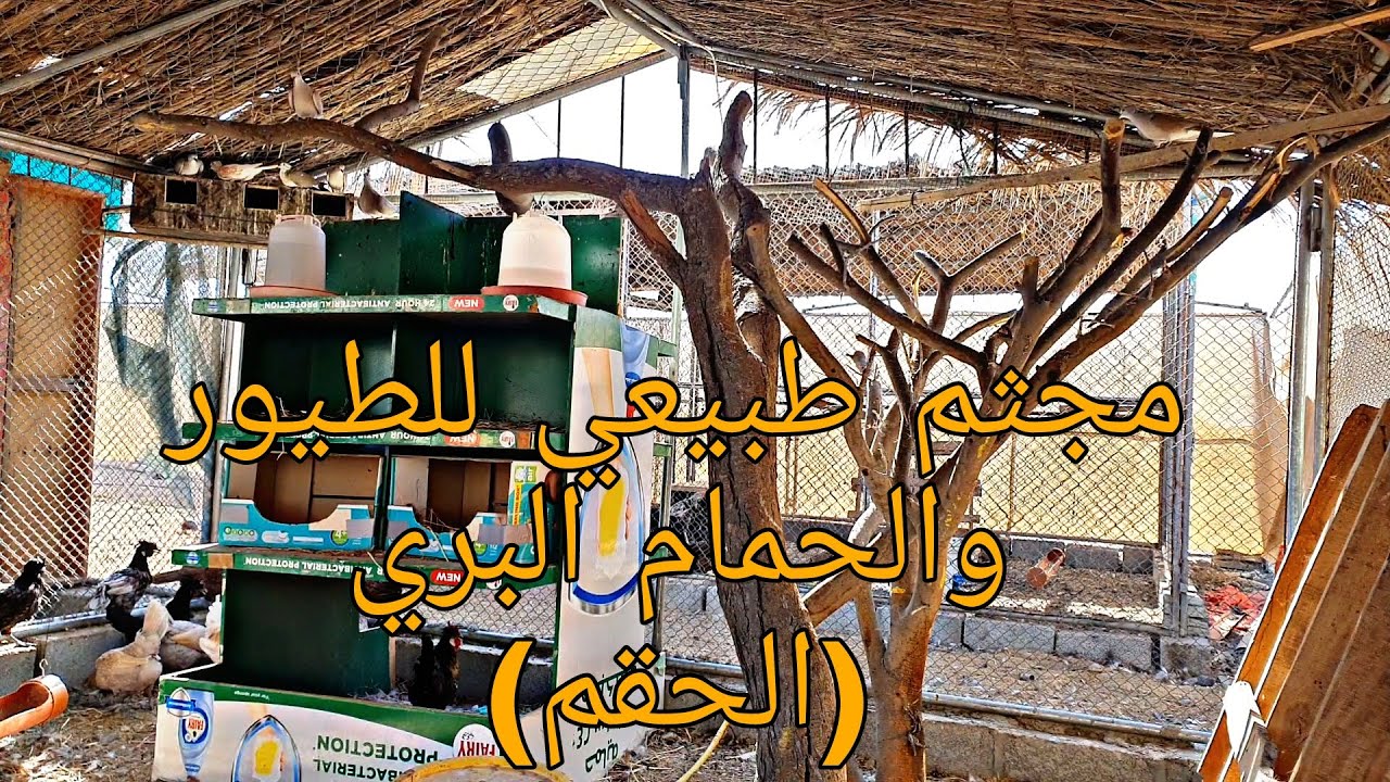 عمل مجثم طبيعي للطيور🪵 و طير جديد للمجموعة و الإنارة للدجاج 🦃