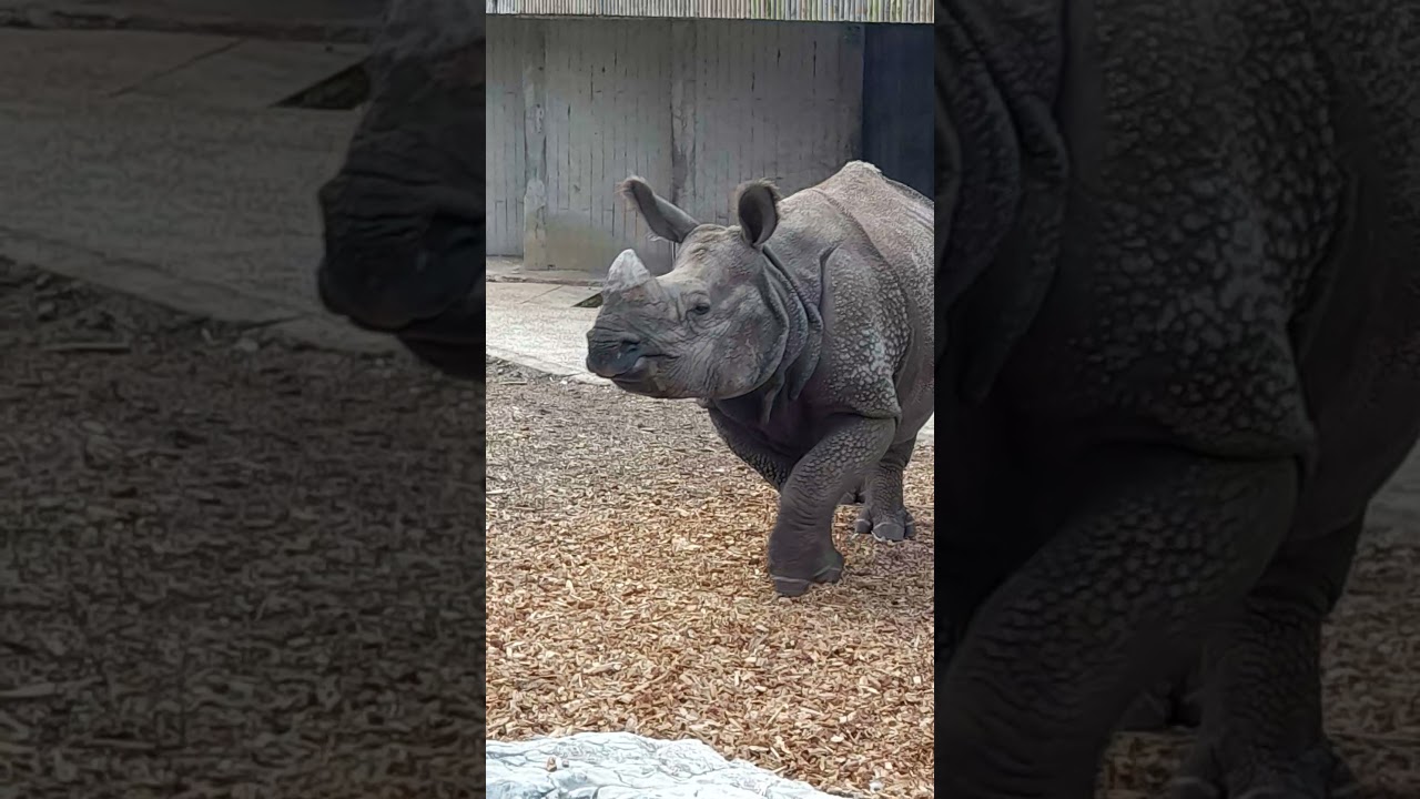 ir al zoo de Madrid