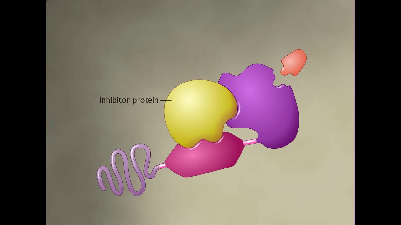 How Intracellular Receptors Regulate Gene Transcription HD Animation