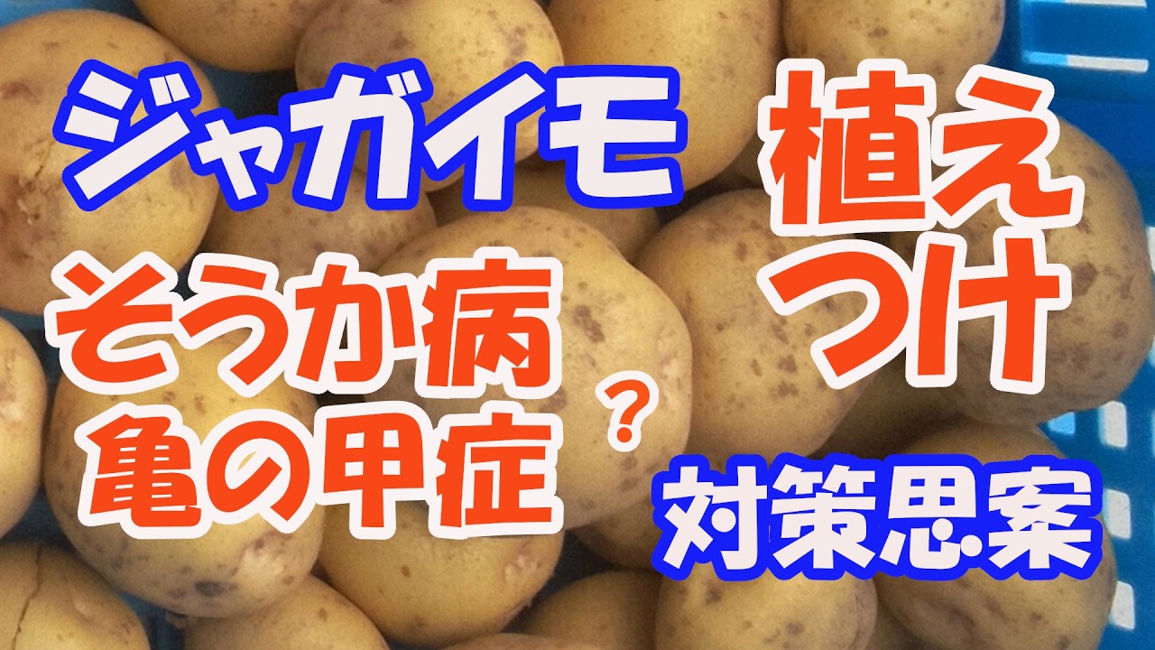 【のんちゃんファーム】ジャガイモ植え付け、そうか病、亀の甲症の対策を考えます