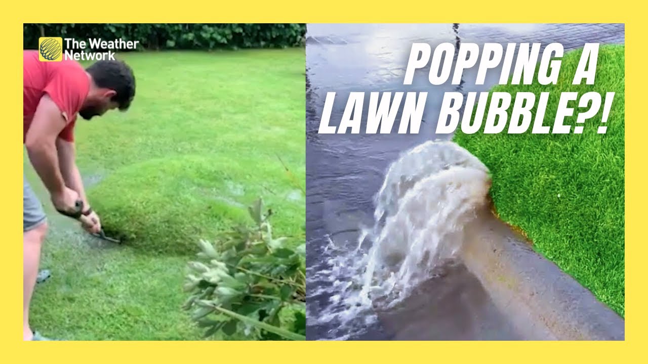 Ever Noticed Water Bubbles in Your Grass? Here's What to Do