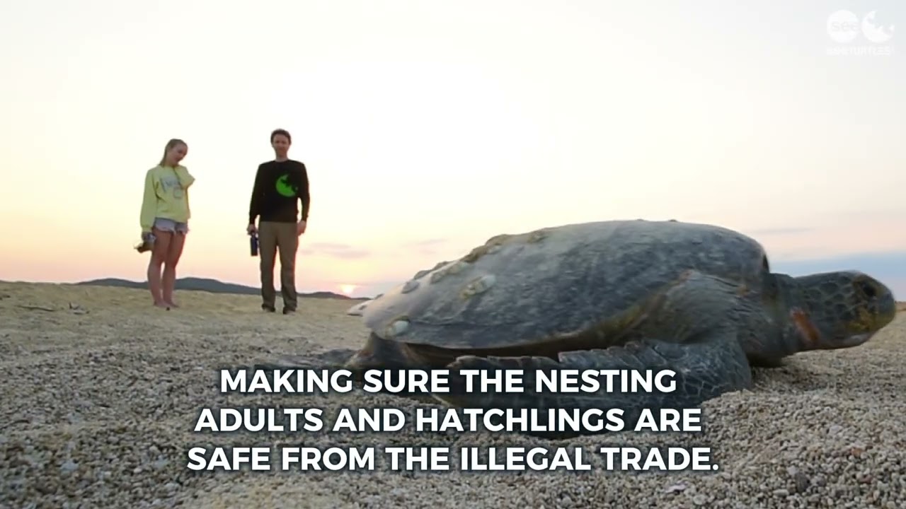 20 Million Baby Turtles Saved