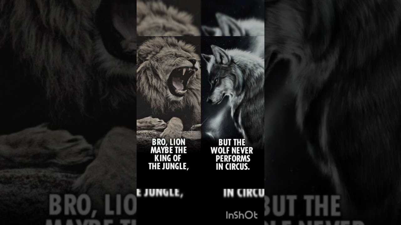 Lion is the king of jungle but Wolf Never perform in Circus #wolf #wolf life #Wolf live