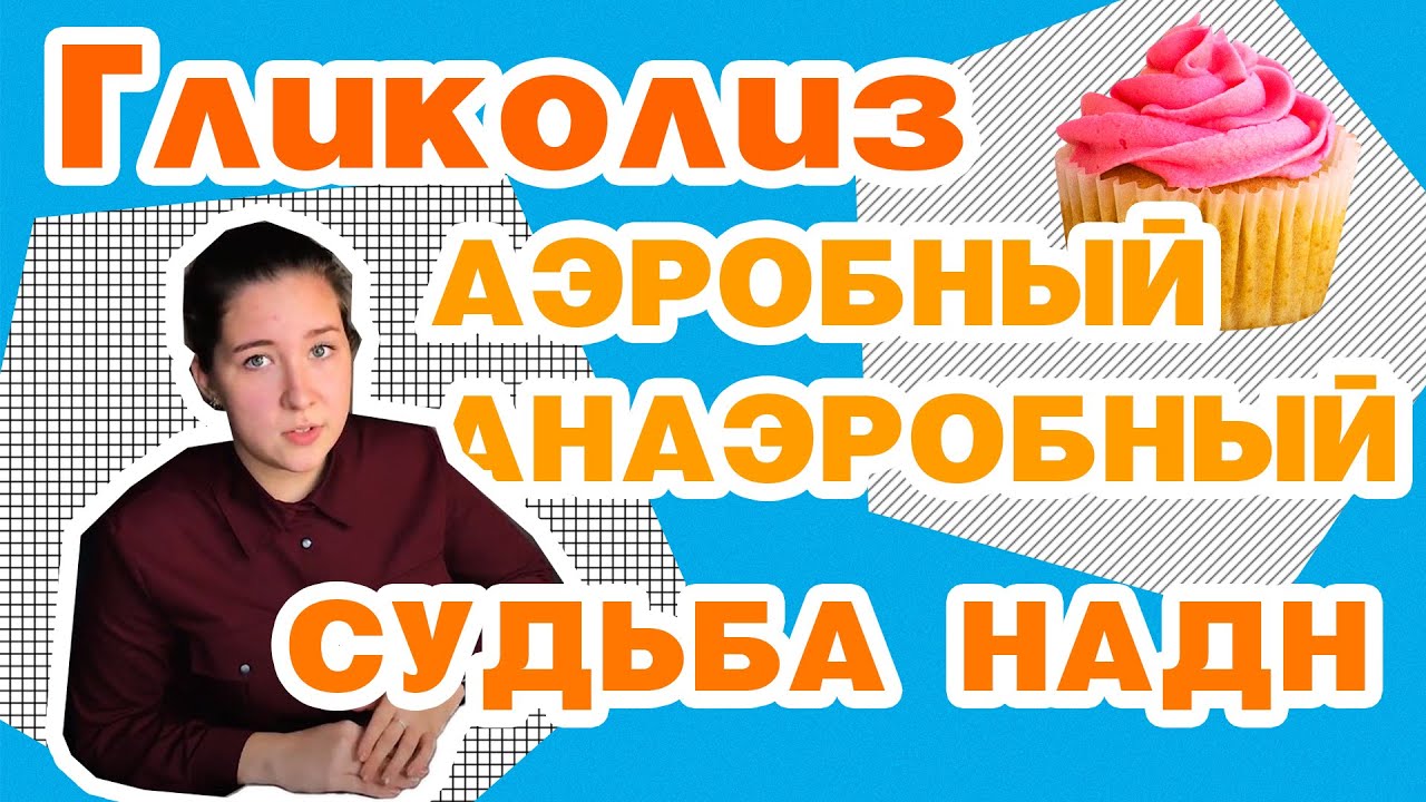 Гликолиз анаэробный/аэробный, челночные системы||медицинская биохимия