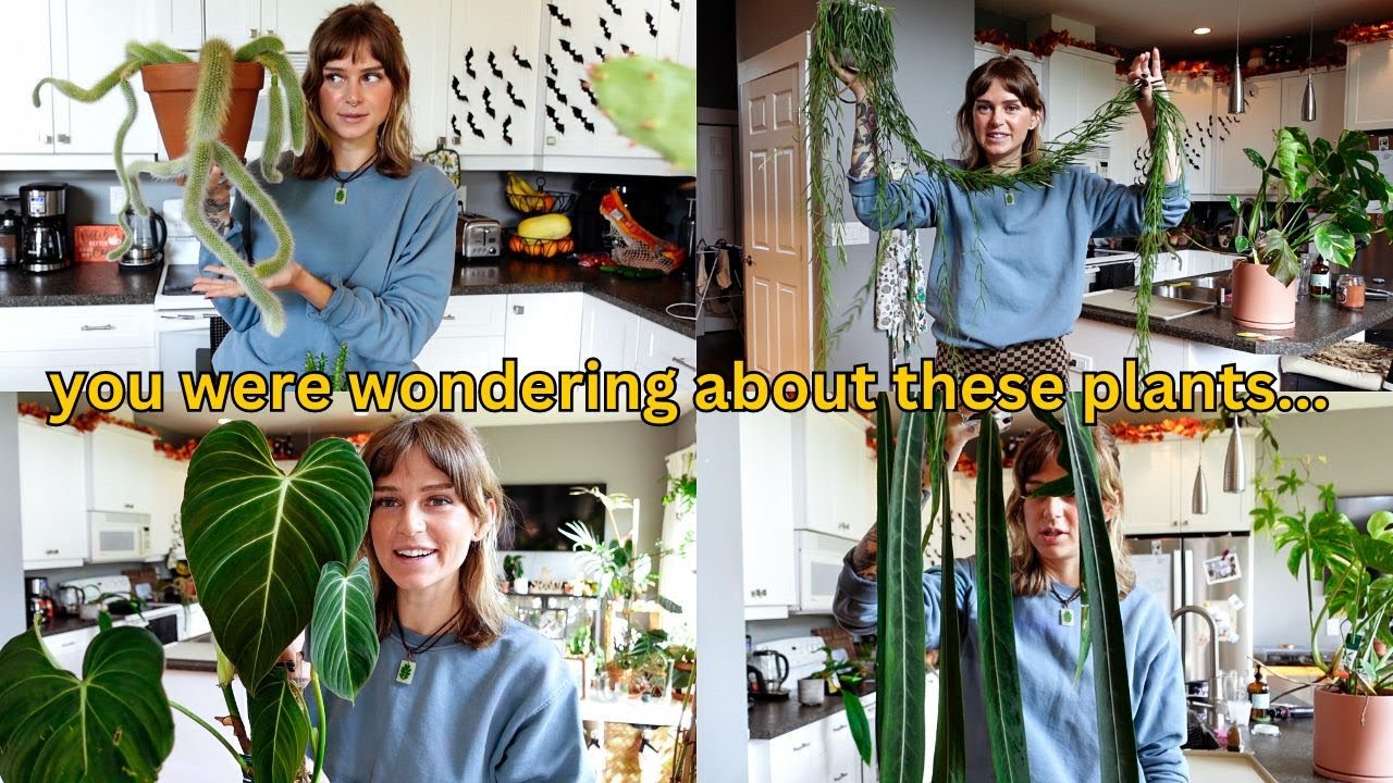 🪴 planty updates | monkey tail cactus, philodendron glorious, all my strappy anthurium, + more!
