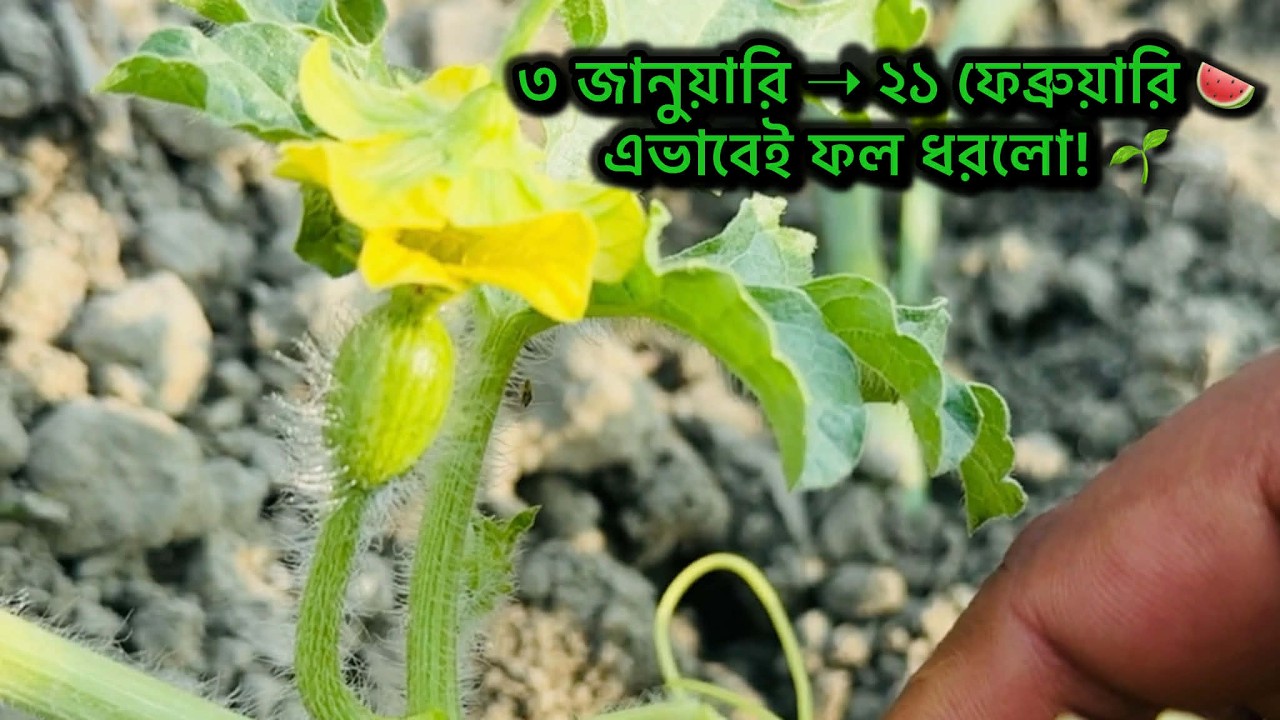 ৩ জানুয়ারি গাছ লাগানো, ২১ ফেব্রুয়ারি ফল ধরলো 🍉 | তরমুজ প্রজেক্ট আপডেট