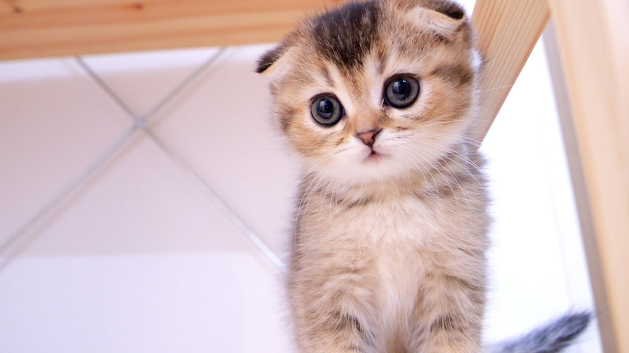 I love my older brother so much that I chase after naughty kittens.