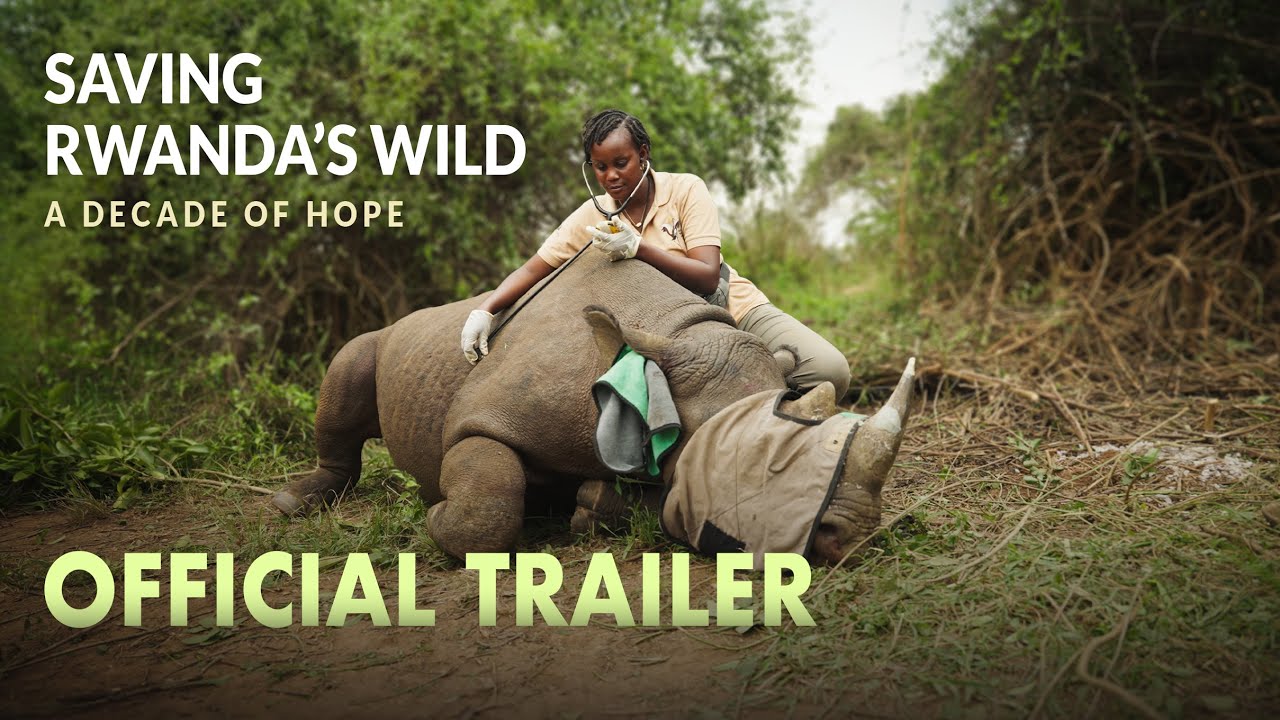 Saving Rwanda's Wild||Official Trailer