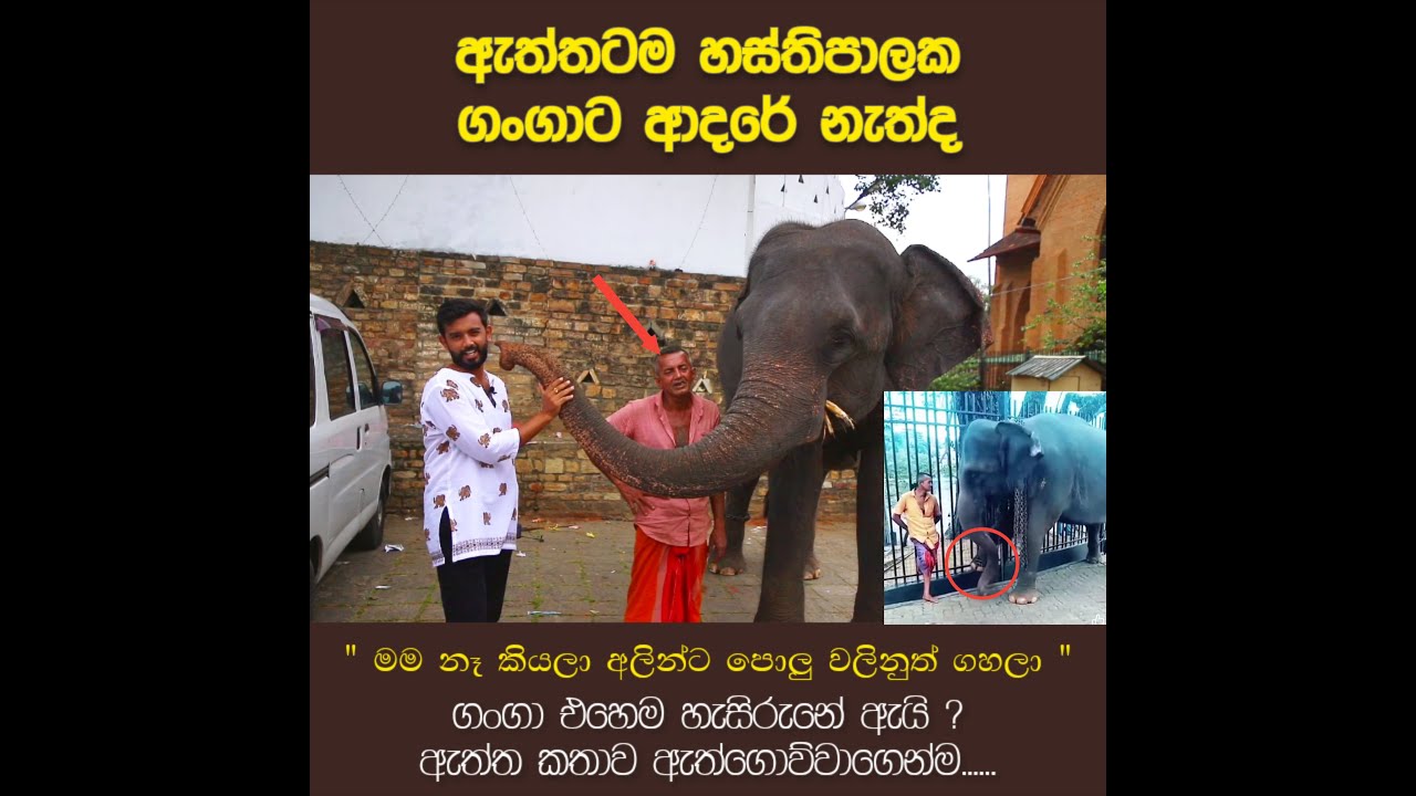 ⭕️ ගංගා ඇතින්නගේ අමුතු හැසිරීමේ ඇත්ත කතාව...ඇත්ගොව්වගෙන්ම....