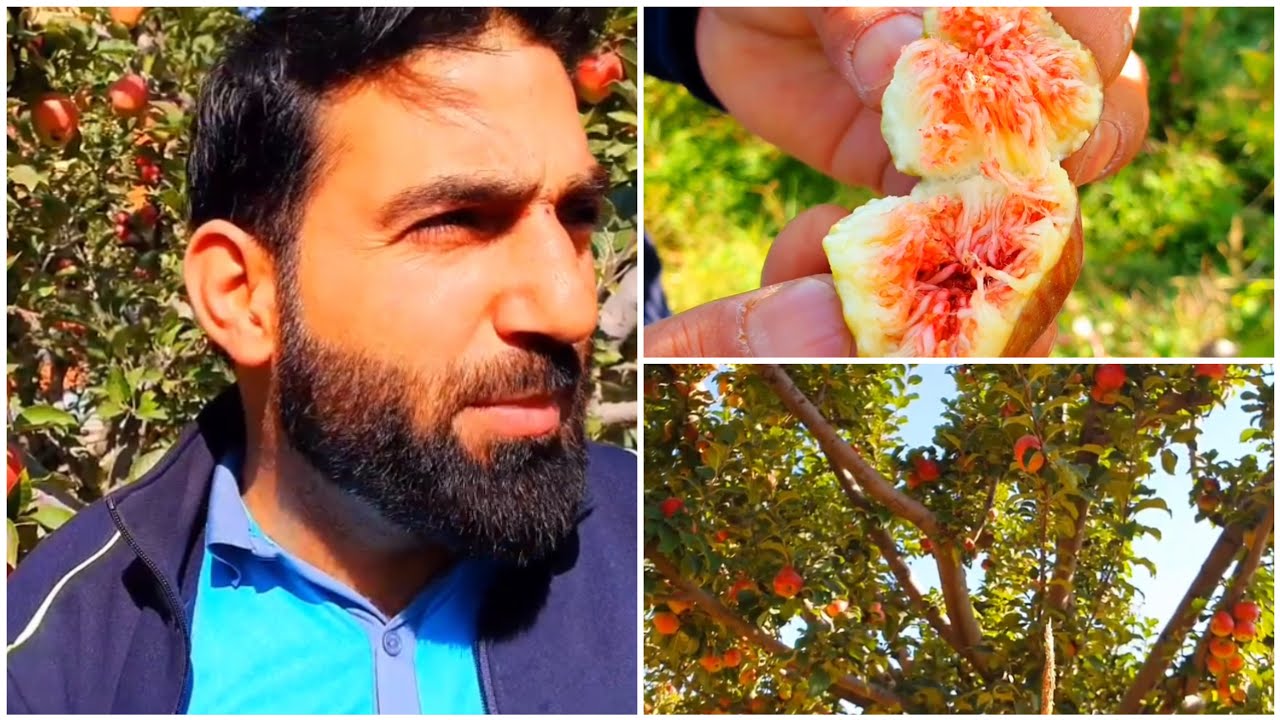 Apple Trees, Fruits & Vegetables Ke Pedh at Village Dry Fruits Kashmir