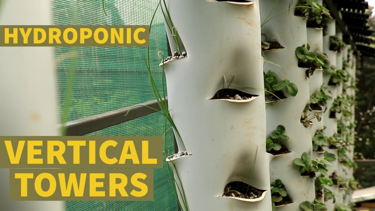 How to Grow Hydroponic Strawberries on Vertical Towers