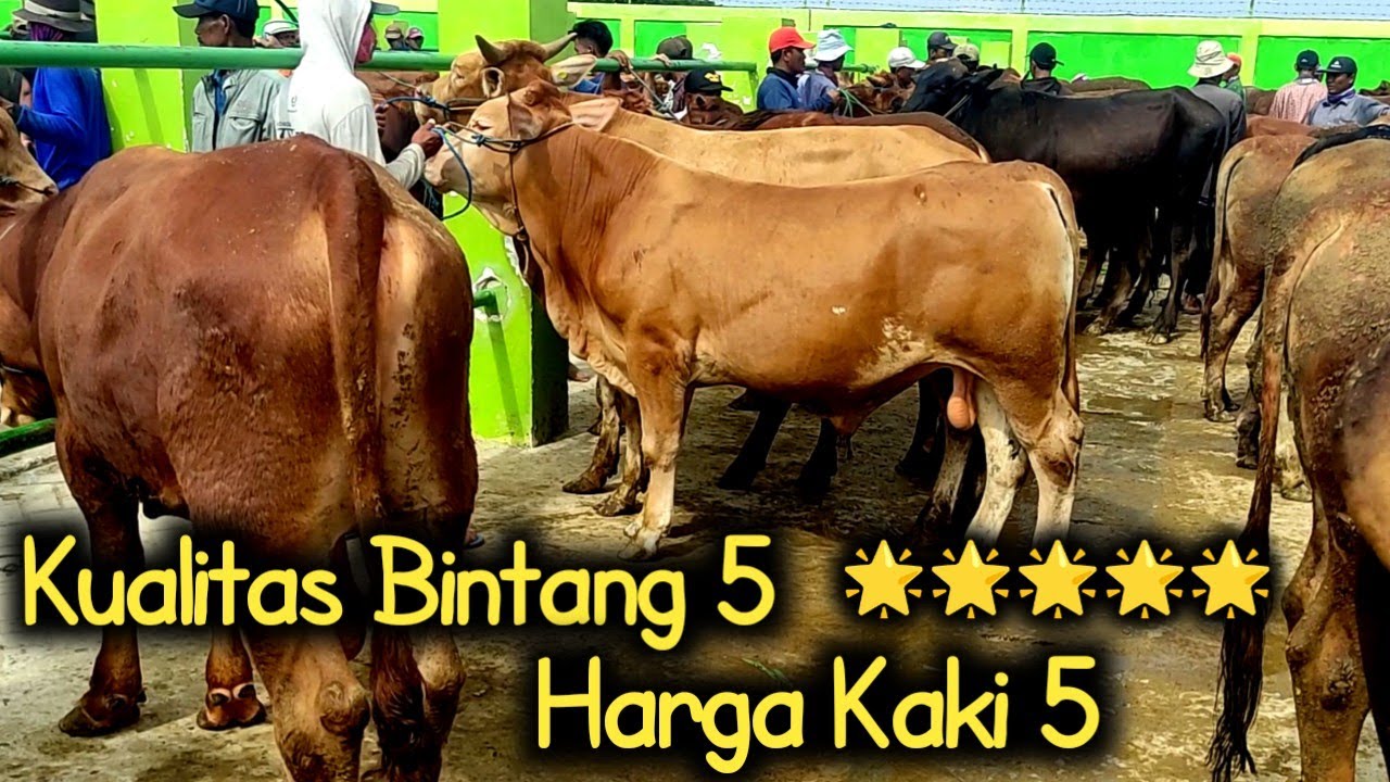 Bakalan Jantan Kualitas Bintang Lima Harga Kaki Lima🔴Pasar Bojonegoro Terbaru
