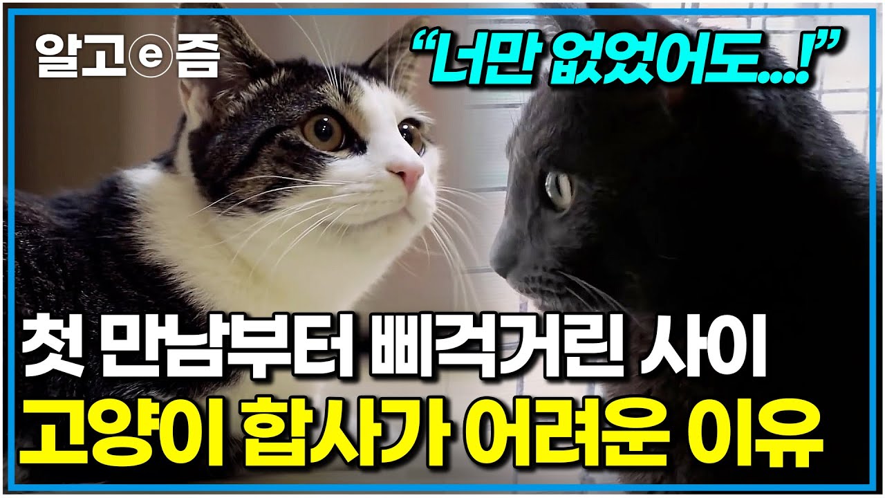매일 싸우는 고양이 형제, 파국 직전 '이별 위기' 합사 솔루션! 🐱｜고양이를 부탁해｜알고e즘