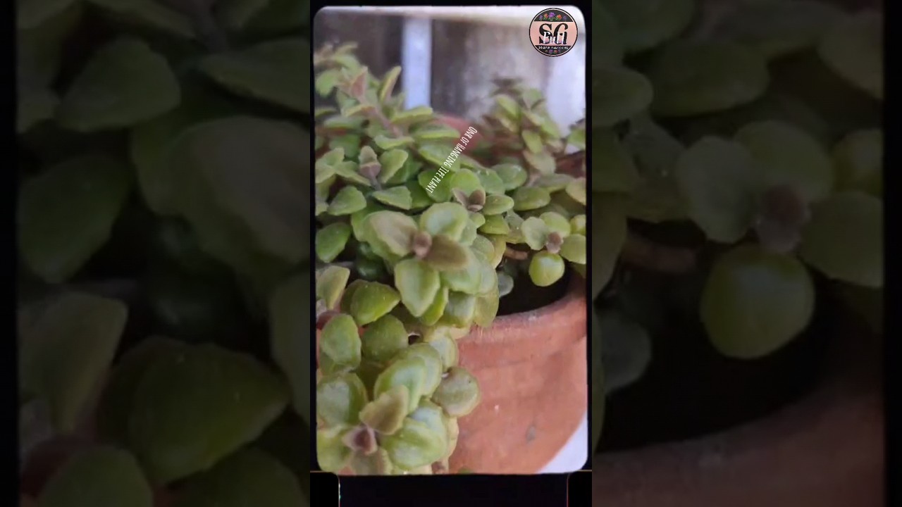 Tangled heart plant 