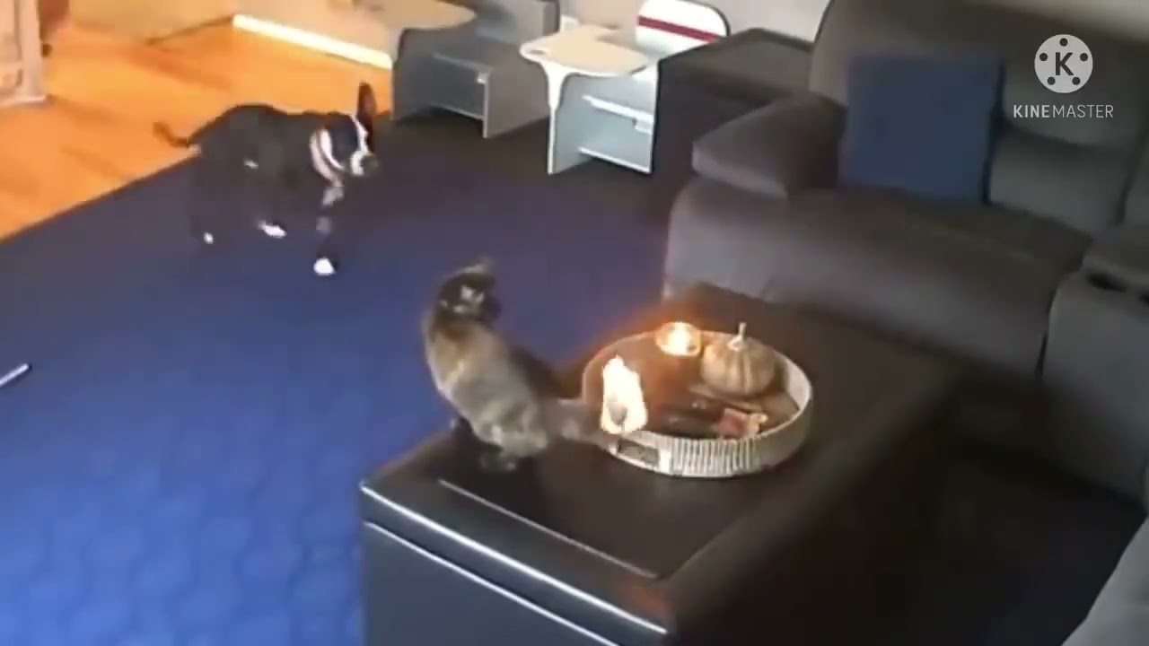 Cat has supre power with dubbed #shorts #funny #cat #fire #superman #dog