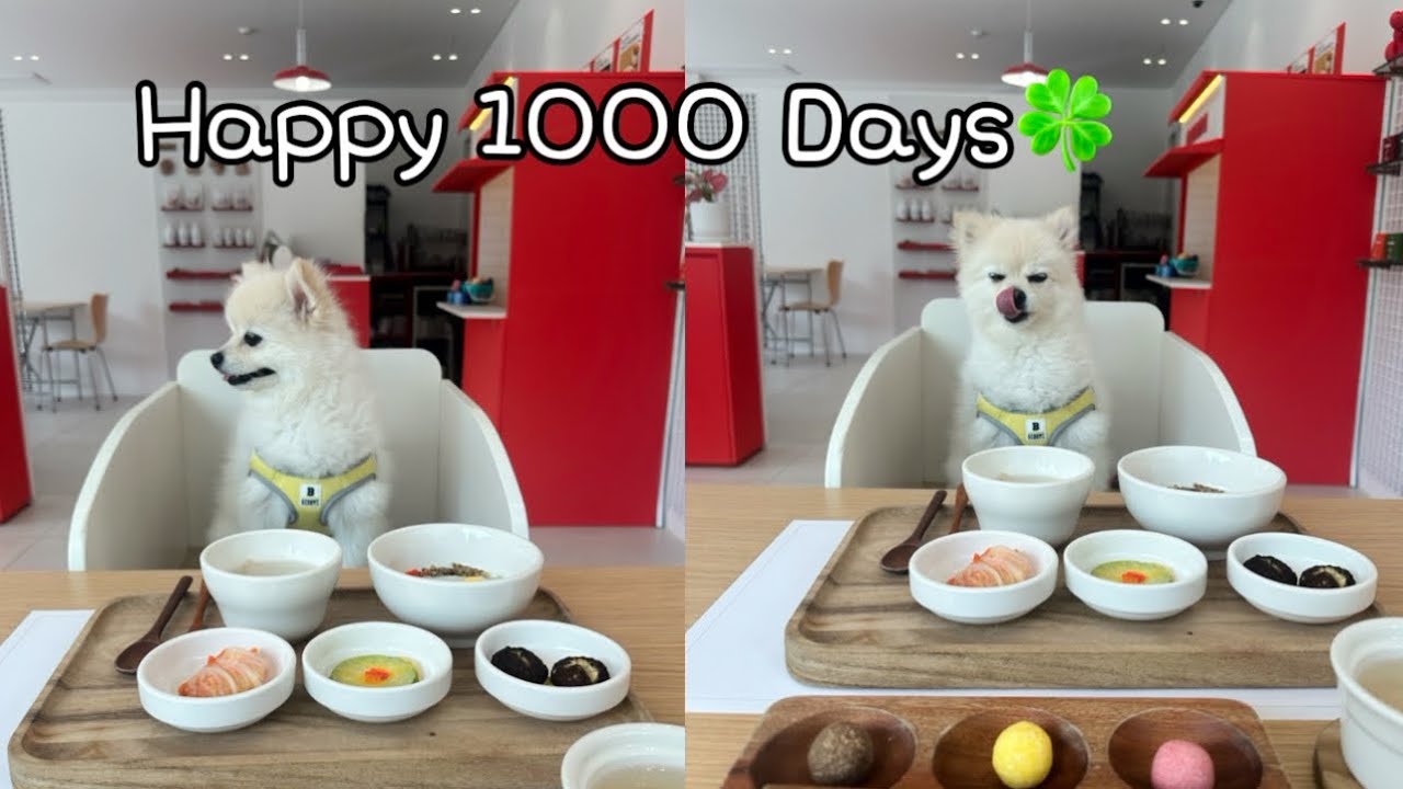 1000 days with Clover🍀🐶