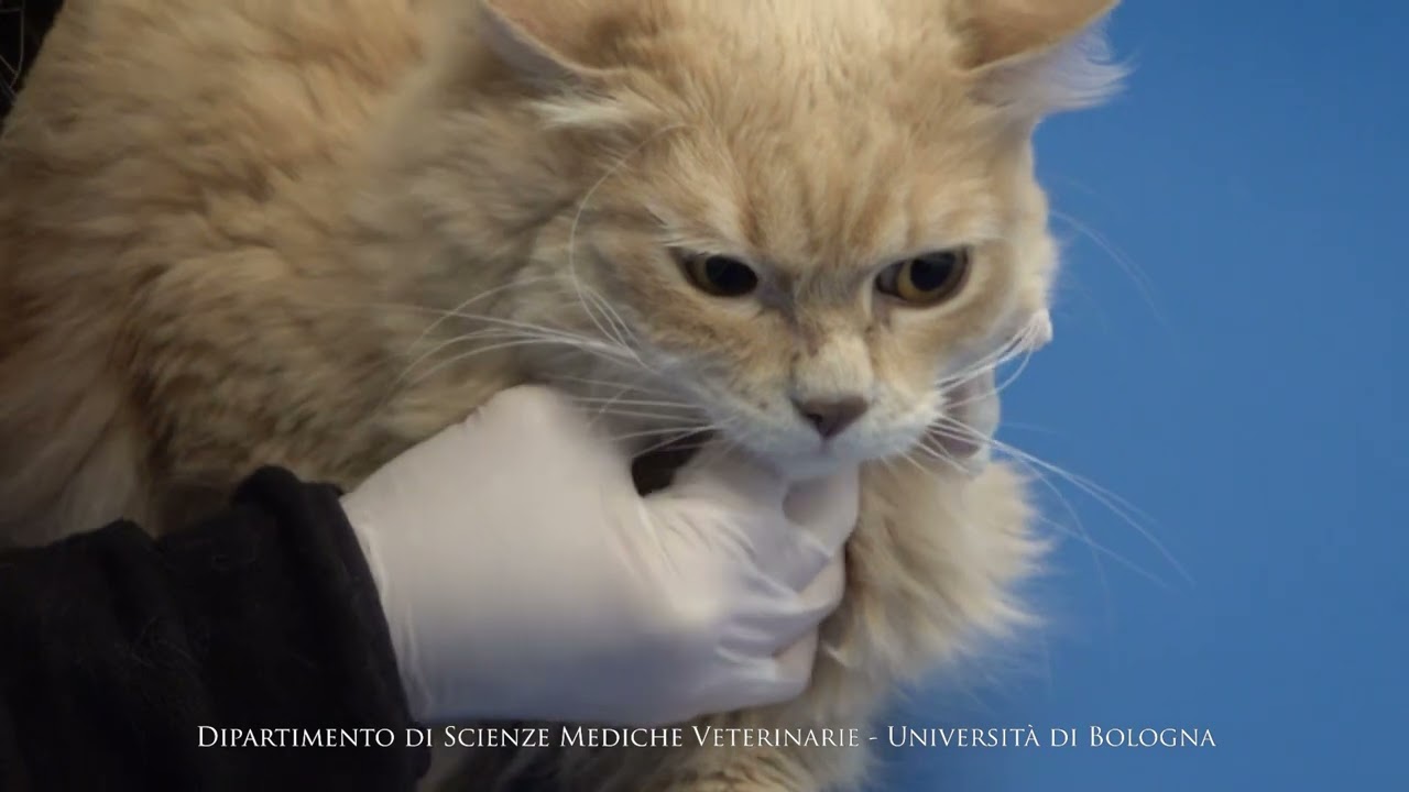 La somministrazione di un farmaco per via orale nel paziente veterinario