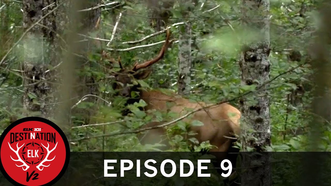 Donnie's Last-Day Roosevelt Bull! (Destination Elk V2: Episode 9)