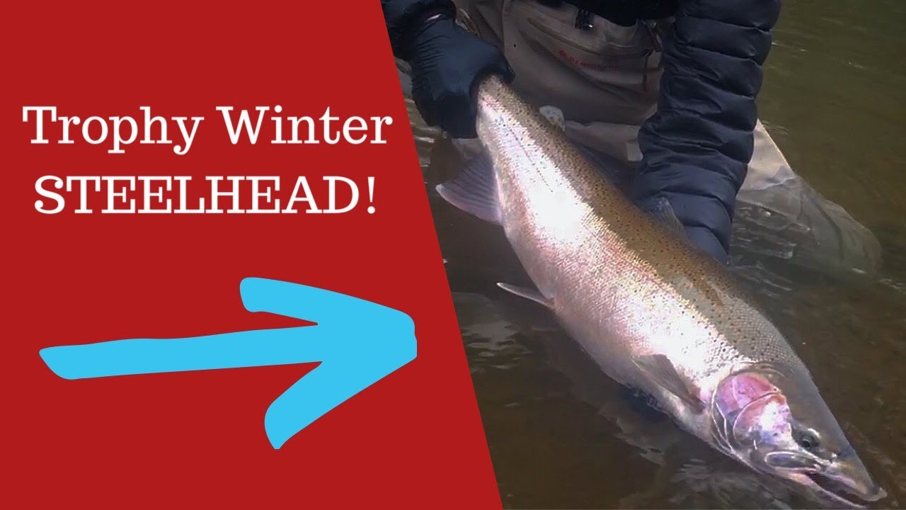 Monster Winter Steelhead!! (Washington State)