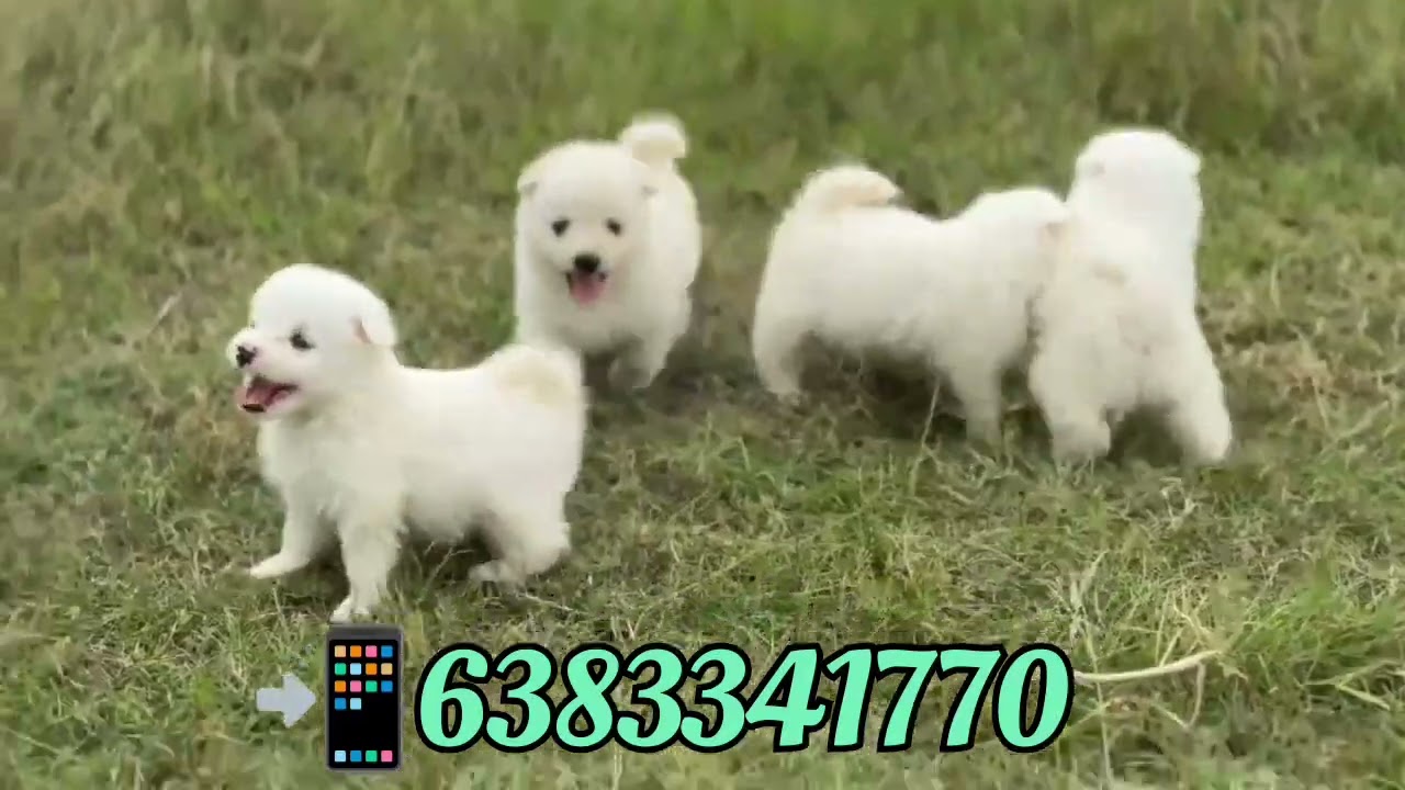 Pomeranian puppies for sale in 