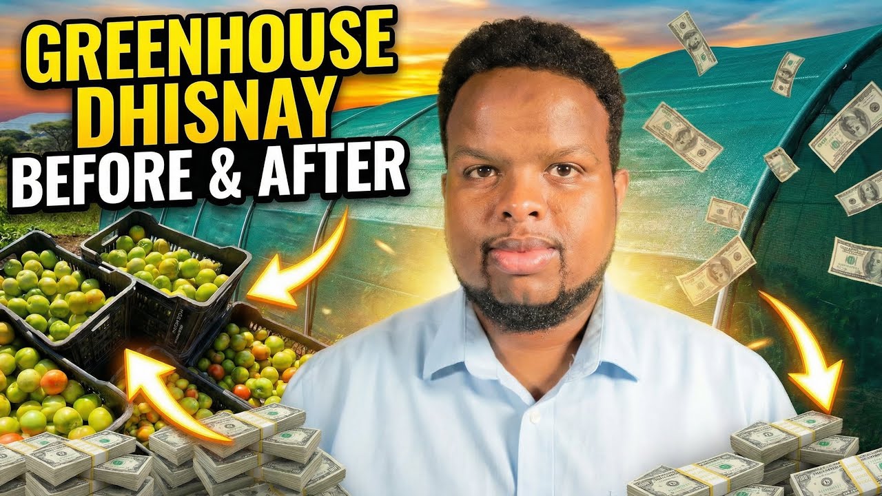 NALA DAAWO GREENHOUSE-YADA DHISNAY 2025 BEERAHA CASRIGA 🍅🌱 | Agribusiness 