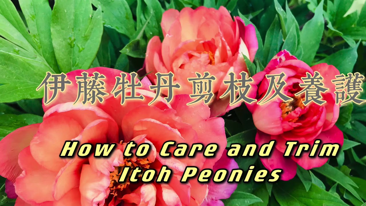 做好伊藤牡丹的修剪与养护迎接明年的花开How to Care and Trim Itoh Peony