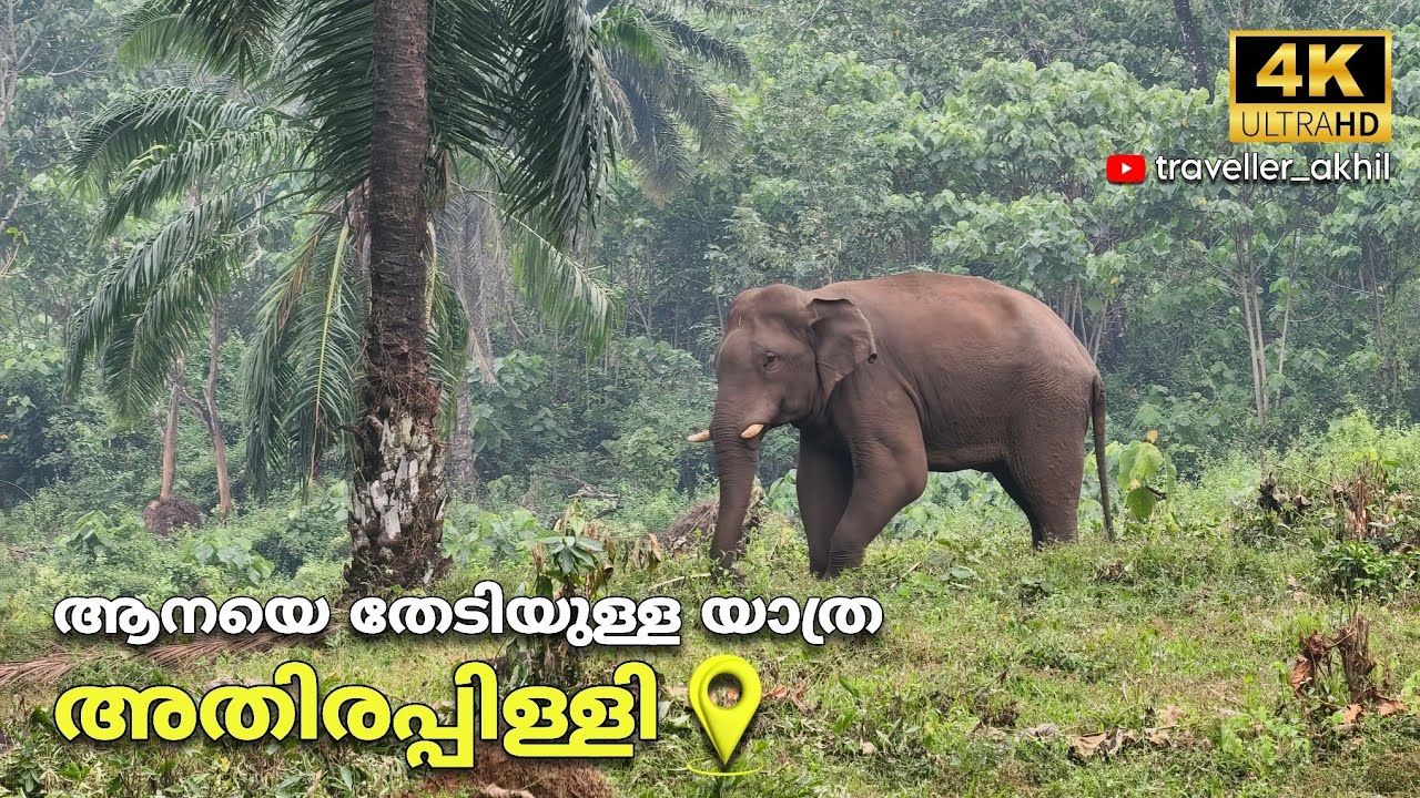കാട്ടിലെ ഭീമനെ കാണാൻ | അതിരപ്പിള്ളി 