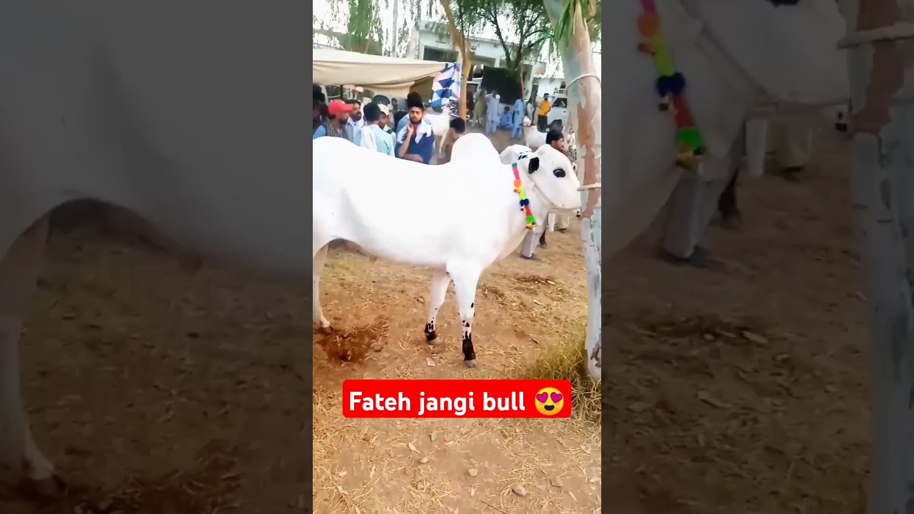 Fateh jangi bull 2024/today domail mandi update 2024#cow #short #shortsvideo #shorts #bull #cowmandi