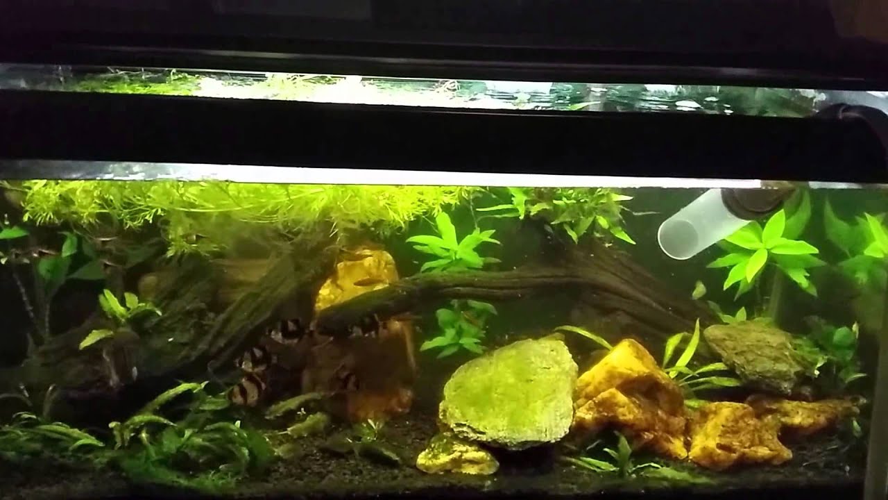 Water Change w/ H2O2 for Cyanobacteria and Algae Control.