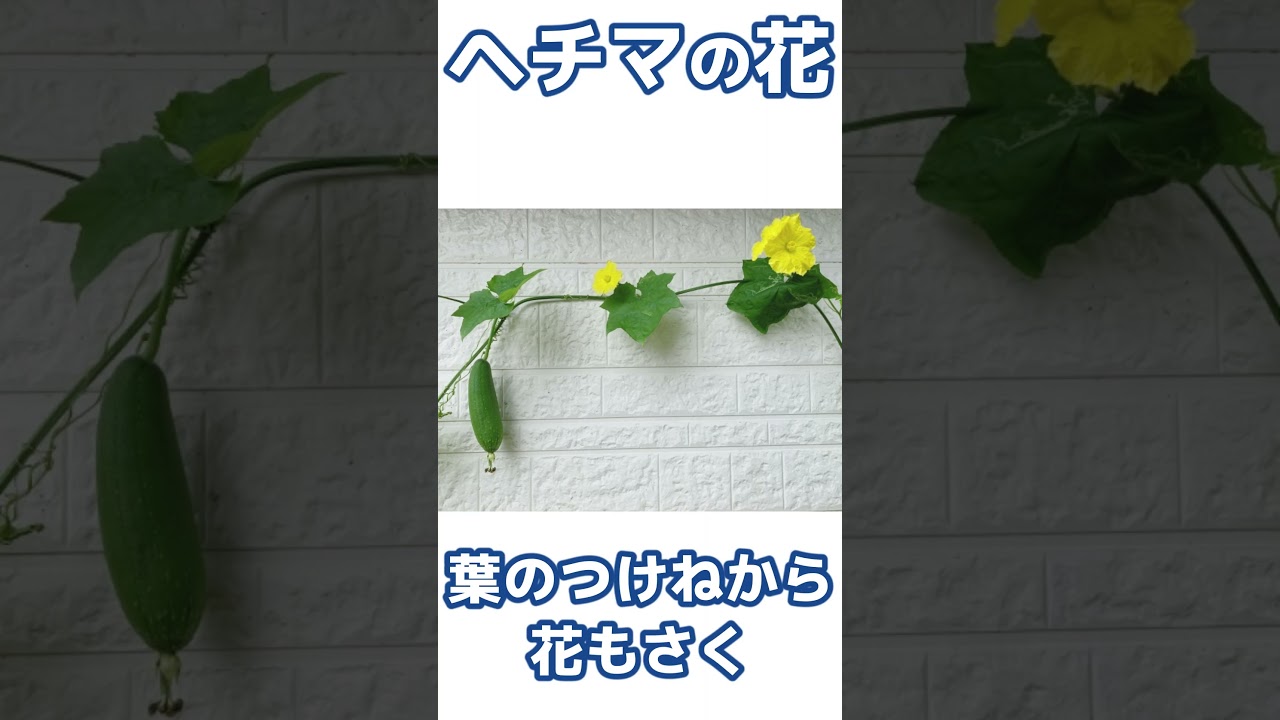 ヘチマ