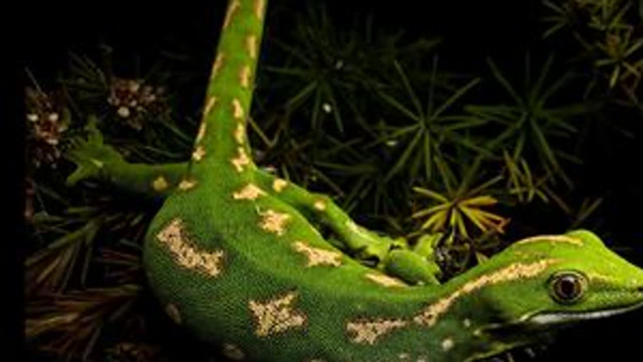 壁虎里的爱马仕！守宫里的LV #爬宠 #异宠 #动物科普 #神奇动物在抖音 #爬宠日常