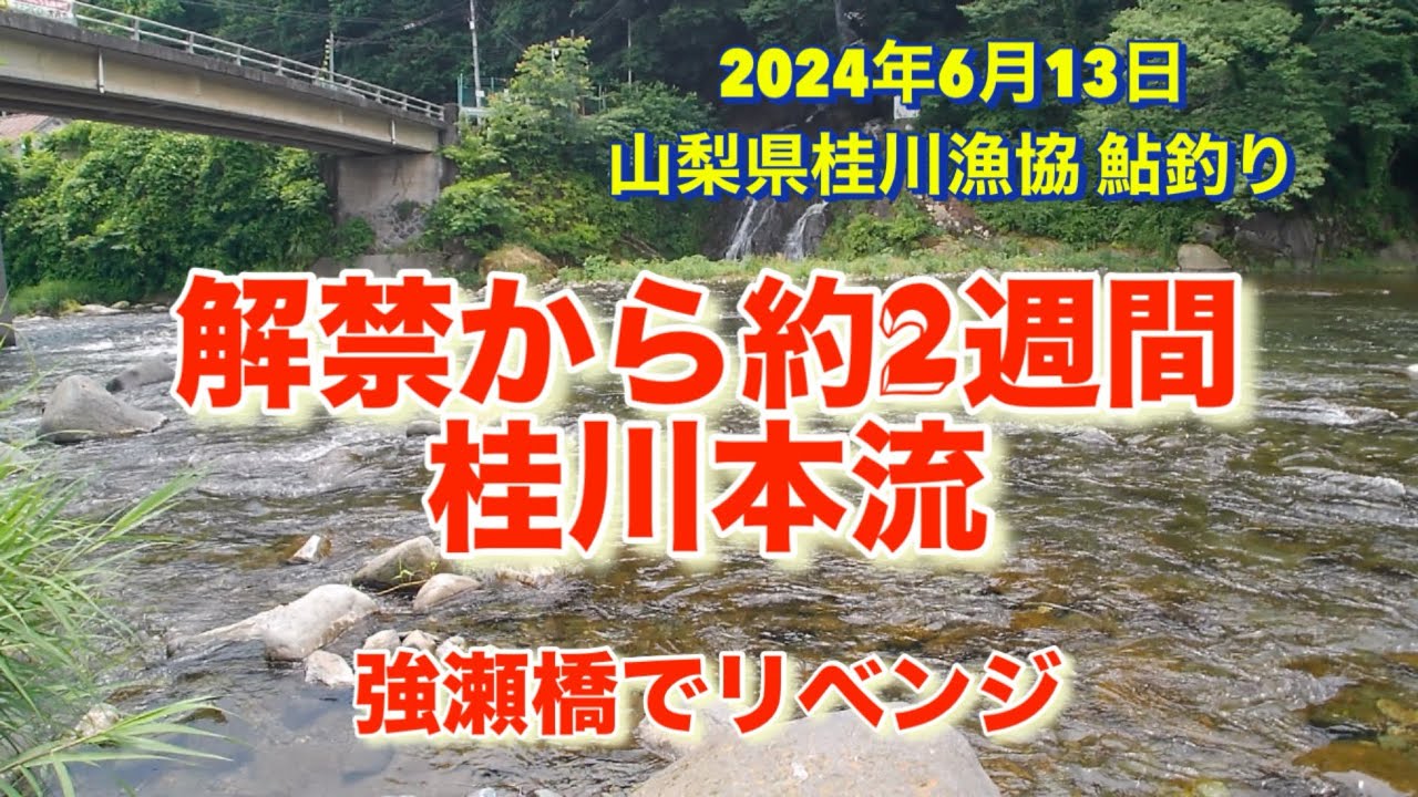 山梨県桂川漁協 桂川本流 鮎釣り 2024年6月13日 強瀬橋でリベンジしてきました。