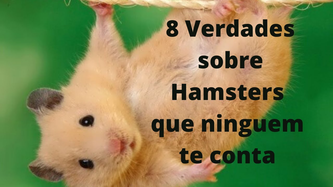 8 Verdades sobre Hamsters que ninguem te conta