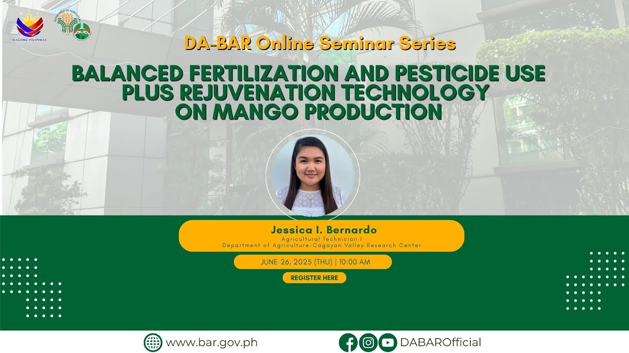 Balanced Fertilization and Pesticide Use plus Rejuvenation Technology on Mango Production.