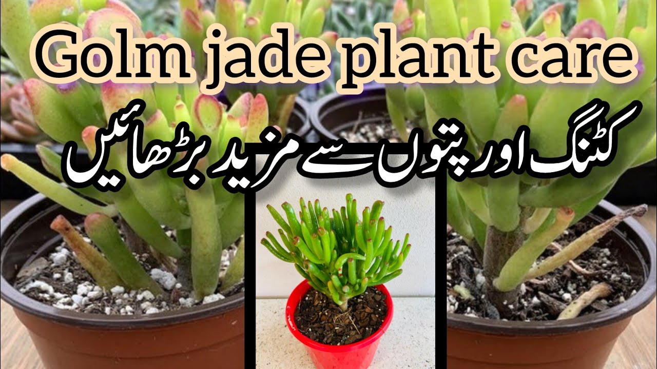 How to grow permanent plants cuttings in winter.Golm jade plant care.Propagation of golm jade plant 