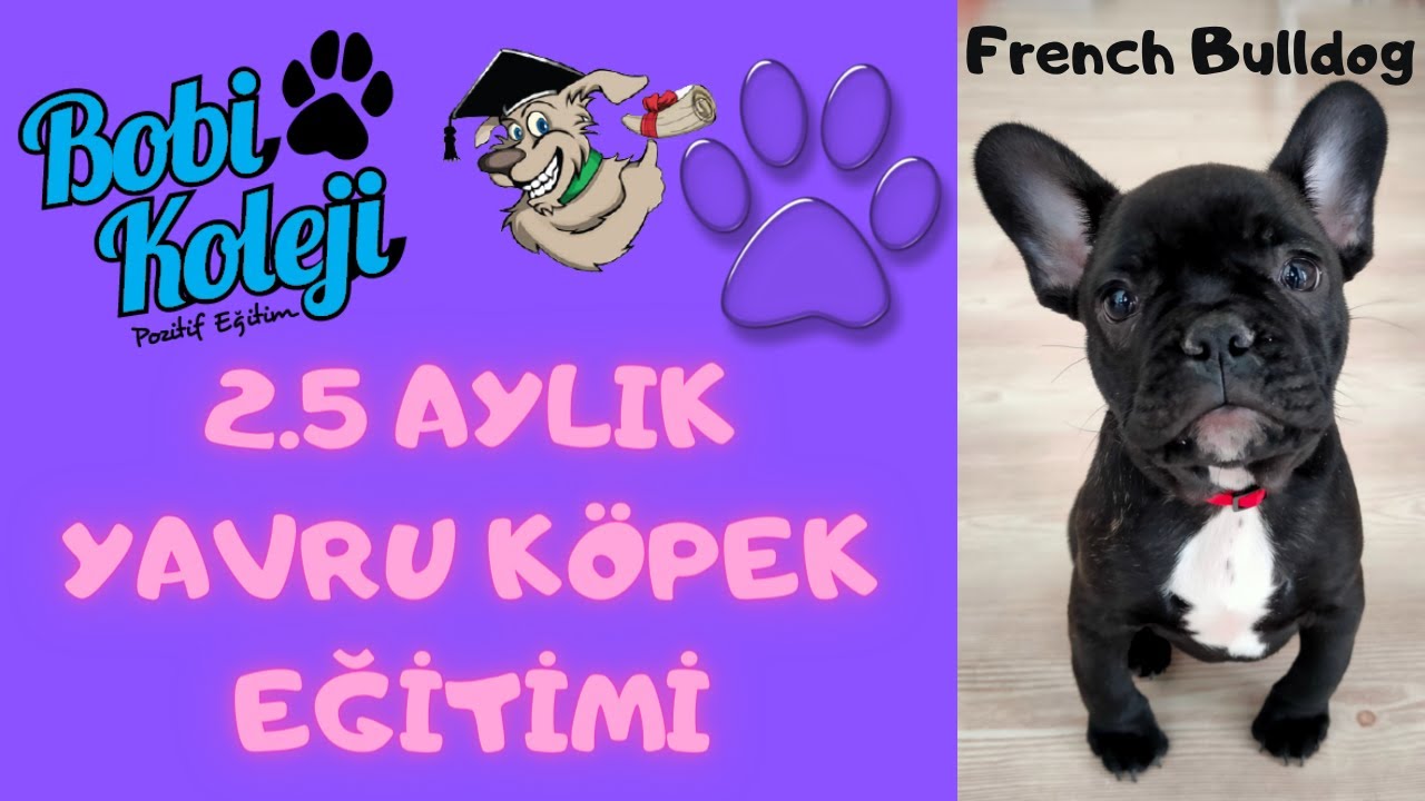 EVDE KÖPEK EĞİTİMİ İLE HARİKA SONUÇ ALDIK. 2.5 AYLIK YAVRU FRENCH BULLDOG İZMİR KÖPEK EĞİTİMİ