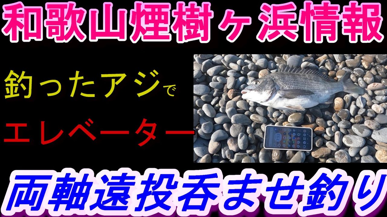 04-30　煙樹ヶ浜釣り情報・実釣編【第1299回】浜で釣ったアジで泳がせ釣りをしました。＃遠投カゴ釣り #和歌山釣り #煙樹ヶ浜